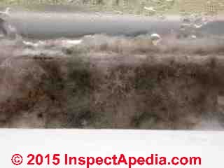 Mold on a window sash (C) Daniel Friedman