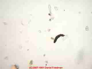 Photograph of no mold spores, one mite fecal.