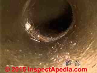 Roots entering a clay sewer line in Seattle WA (C) D Friedman L Shields