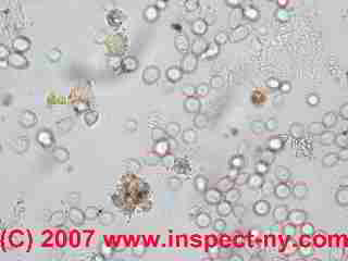 Photograph of air trace under moldy table
