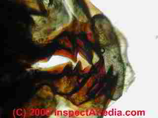 dust mite (C) Daniel Friedman